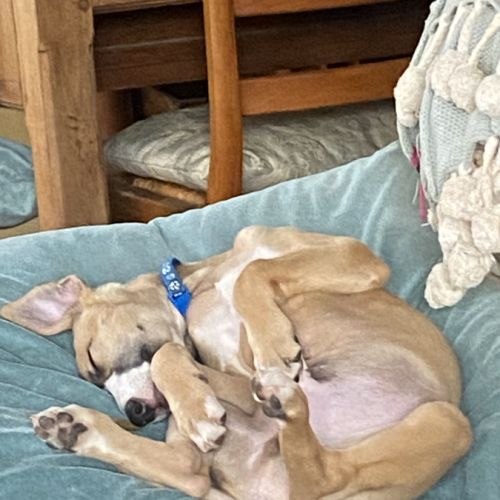 Whippets lof 5 magnifiques chiots disponibles #6