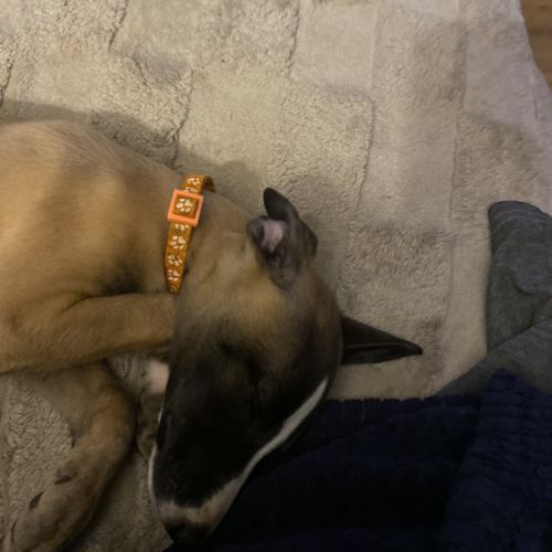 Whippets lof 5 magnifiques chiots disponibles #7