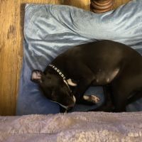 Whippets lof 5 magnifiques chiots disponibles #2