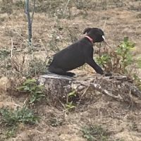 Whippets lof 5 magnifiques chiots disponibles