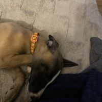 Whippets lof 5 magnifiques chiots disponibles #7