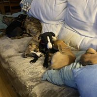 Whippets lof 5 magnifiques chiots disponibles #8