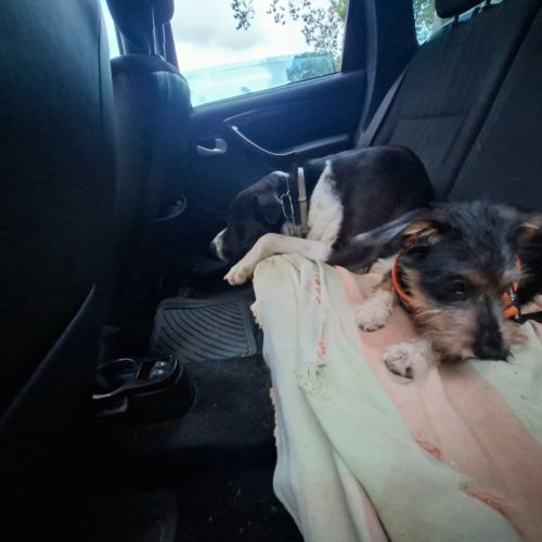 Sam le petit curieux #2