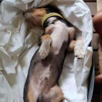 Sam le petit curieux #7