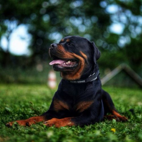 Magnifique chiot rottweiler lof