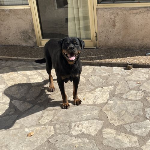 Magnifique chiot rottweiler lof #3