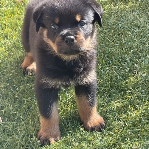 Magnifique chiot rottweiler lof #4