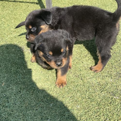 Magnifique chiot rottweiler lof #5