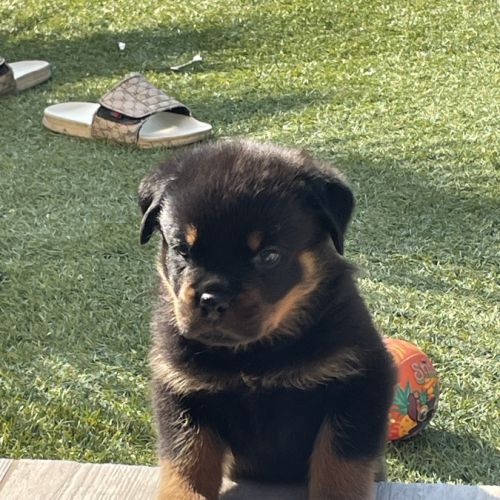 Magnifique chiot rottweiler lof #6