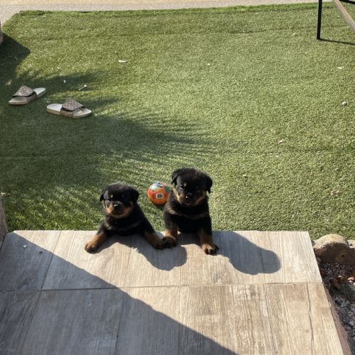 Magnifique chiot rottweiler lof #7