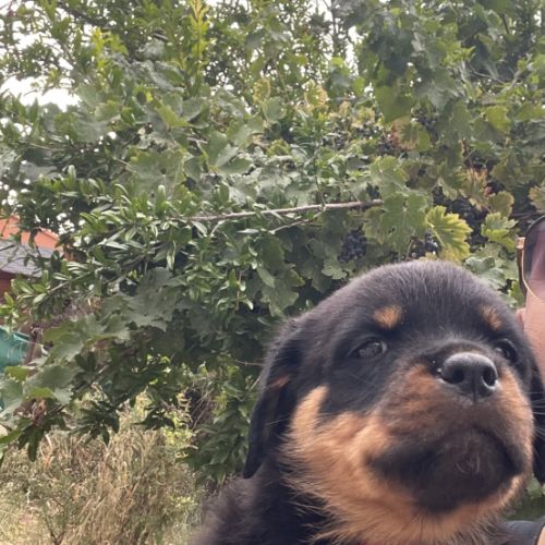Magnifique chiot rottweiler lof #8
