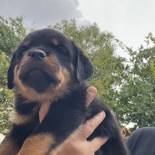 Magnifique chiot rottweiler lof #9