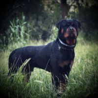 Magnifique chiot rottweiler lof #1
