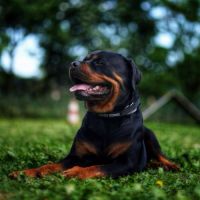 Magnifique chiot rottweiler lof #0