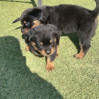 Magnifique chiot rottweiler lof #5
