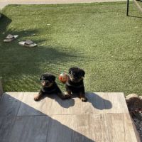 Magnifique chiot rottweiler lof #7