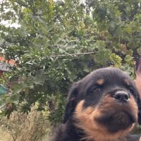 Magnifique chiot rottweiler lof #8
