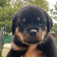 Magnifique chiot rottweiler lof #10