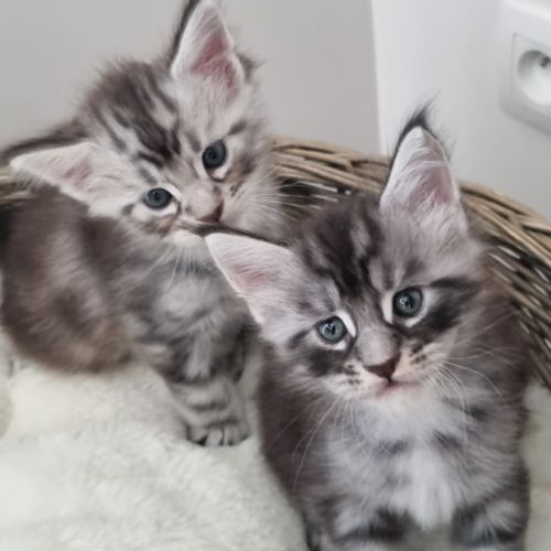 Chatons maine coon loof #1