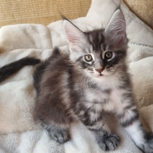 Chatons maine coon loof #4