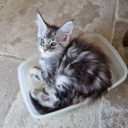 Chatons maine coon loof #6