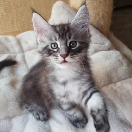 Chatons maine coon loof #7