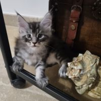 Chatons maine coon loof #2