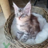 Chatons maine coon loof