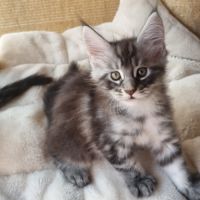 Chatons maine coon loof #4