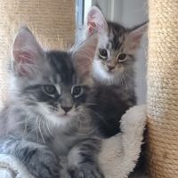Chatons maine coon loof #5