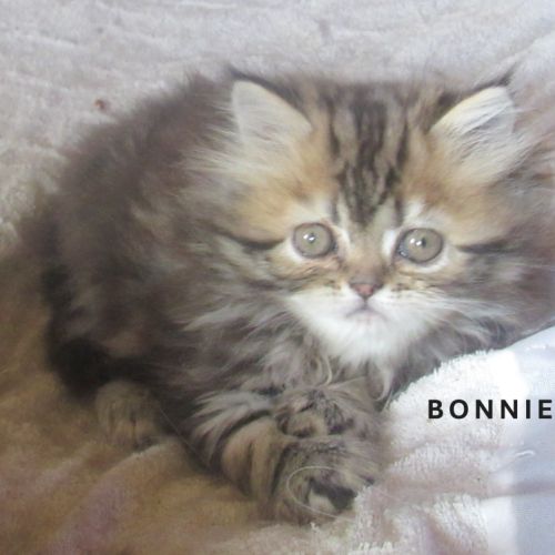 Magnifique chaton persan femelle loof a reserver #0