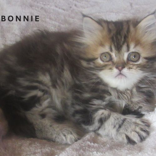 Magnifique chaton persan femelle loof a reserver #2