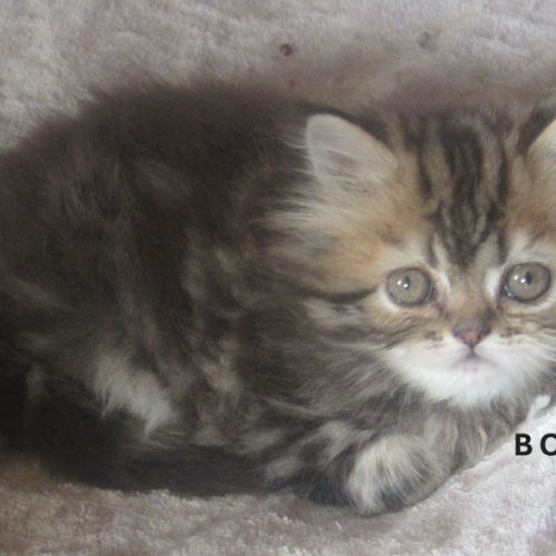 Magnifique chaton persan femelle loof a reserver #3