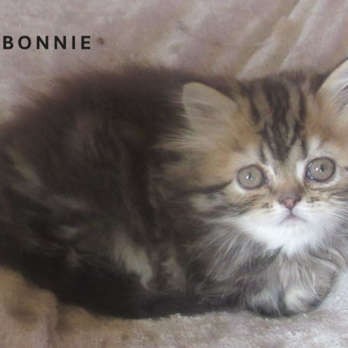 Magnifique chaton persan femelle loof a reserver #5
