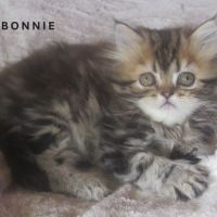 Magnifique chaton persan femelle loof a reserver #2