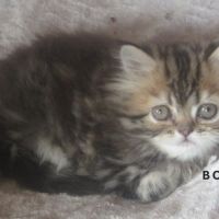 Magnifique chaton persan femelle loof a reserver #3