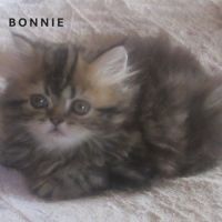Magnifique chaton persan femelle loof a reserver #4
