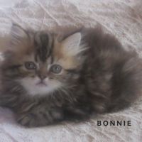 Magnifique chaton persan femelle loof a reserver #6