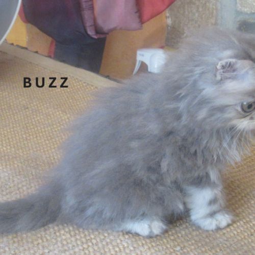 Superbe chaton persan male loof a reserver #2