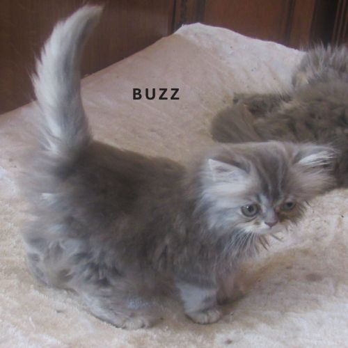 Superbe chaton persan male loof a reserver #5