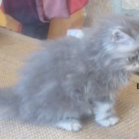Superbe chaton persan male loof a reserver