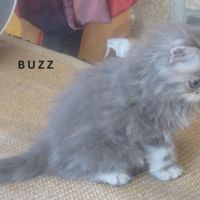 Superbe chaton persan male loof a reserver #2
