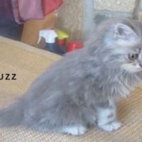 Superbe chaton persan male loof a reserver #3