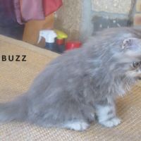 Superbe chaton persan male loof a reserver #4