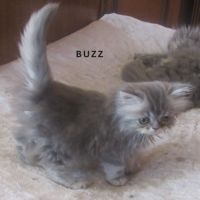 Superbe chaton persan male loof a reserver #5