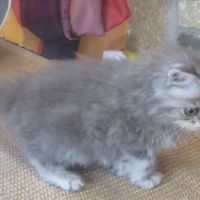 Superbe chaton persan male loof a reserver #6