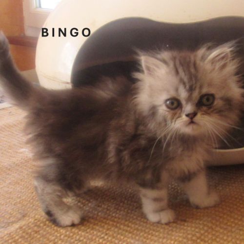 Magnifique chaton persan male loof a reserver #0
