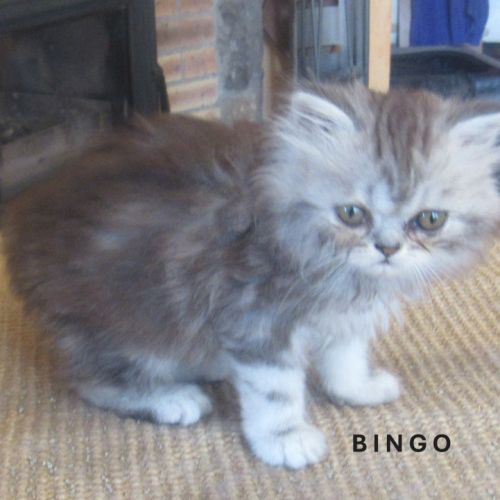 Magnifique chaton persan male loof a reserver #5