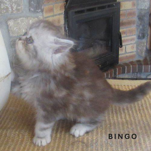 Magnifique chaton persan male loof a reserver #6