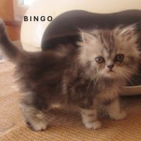 Magnifique chaton persan male loof a reserver